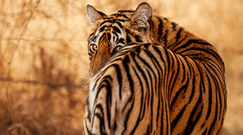 Rajasthan Tour with Tiger Safari